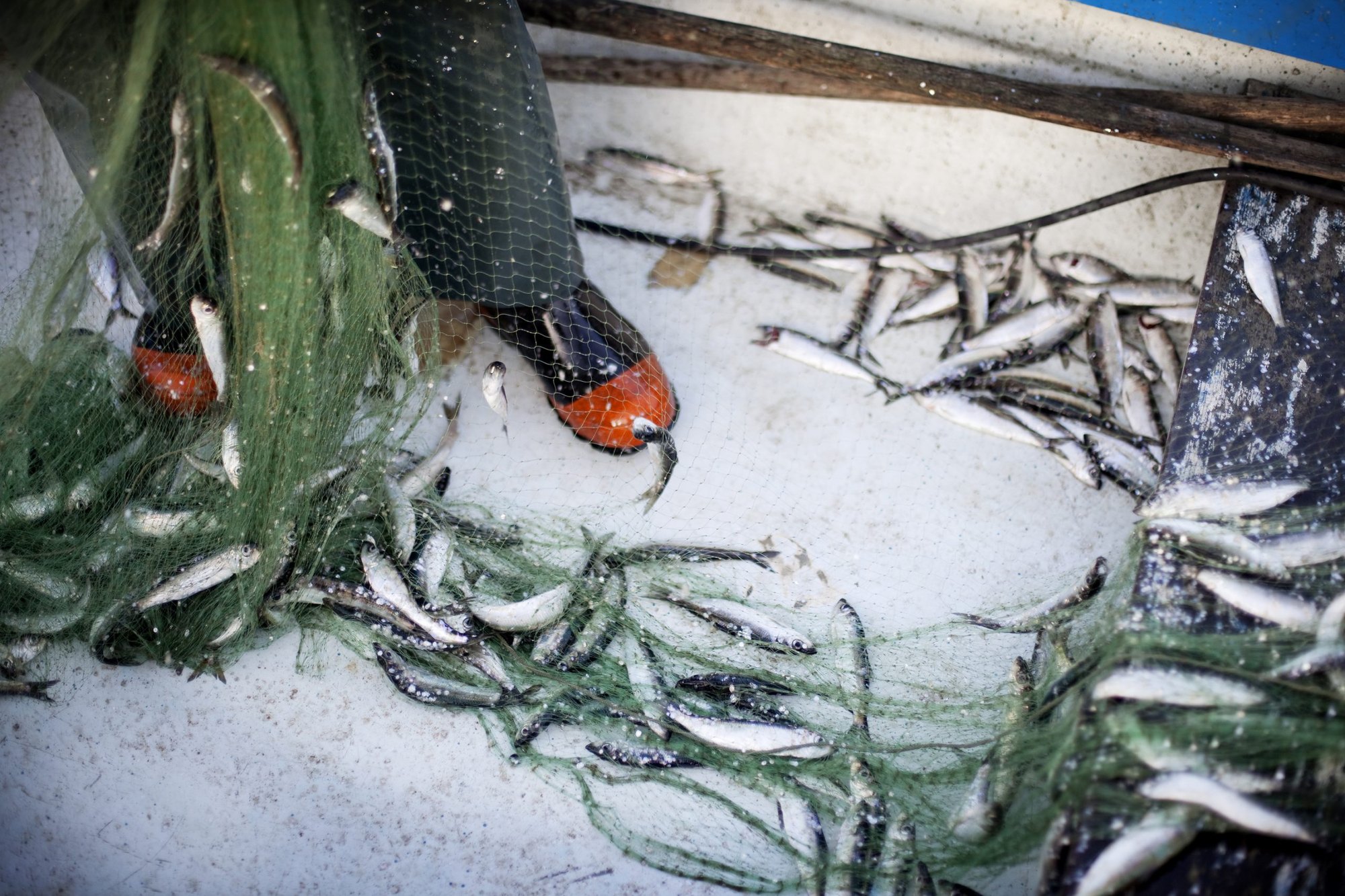Sthlm Fishmarket 3