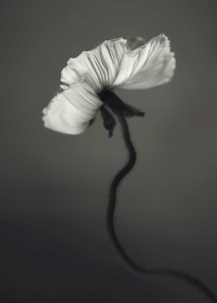 Photo Art 4