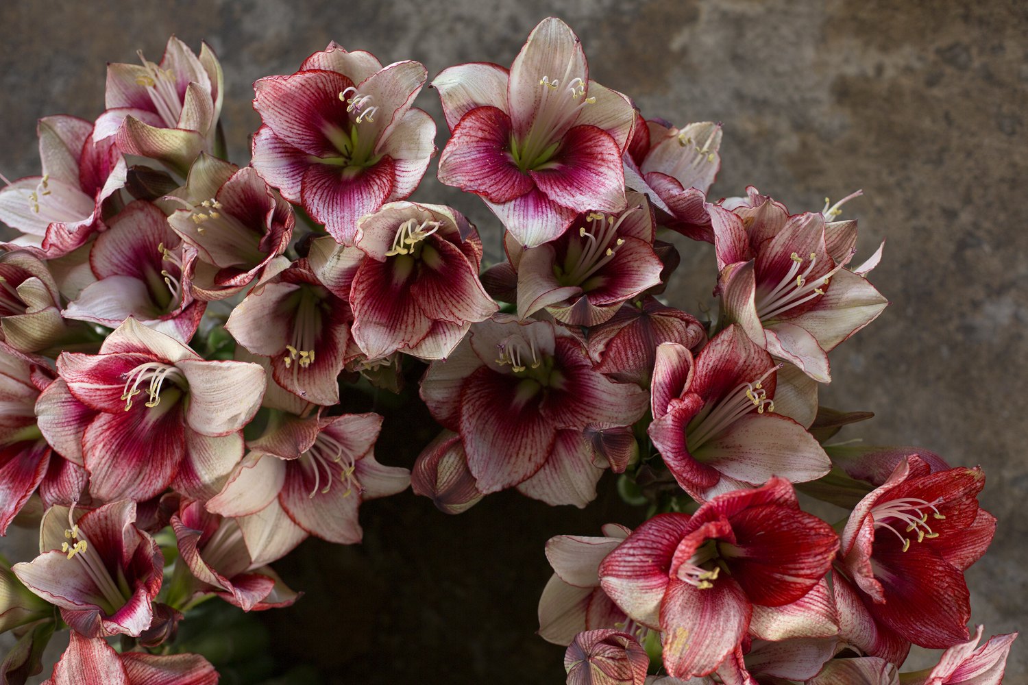 Interflora 25